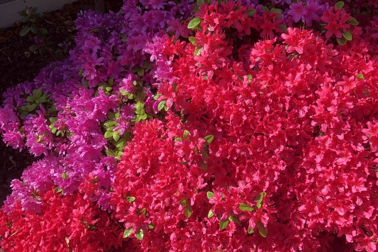 Mass planting of vivid pink and red azaleas in full bloom