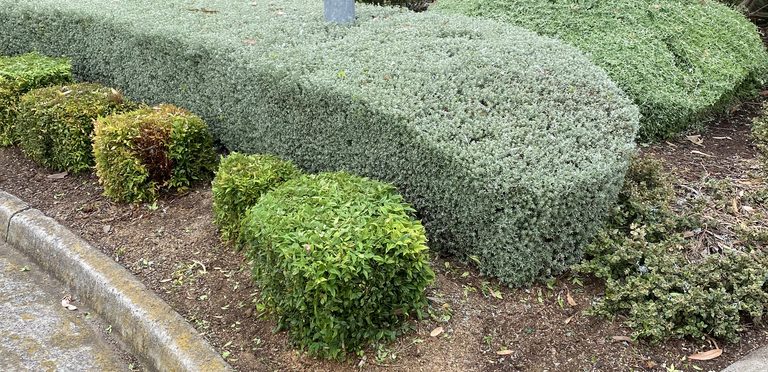 Street-front hedges clipped into crisp, flat-topped shapes