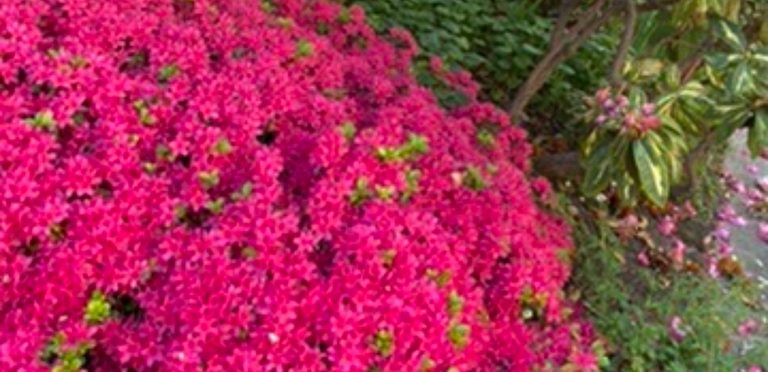 Vibrant pink azalea blooms in a maintained garden bed