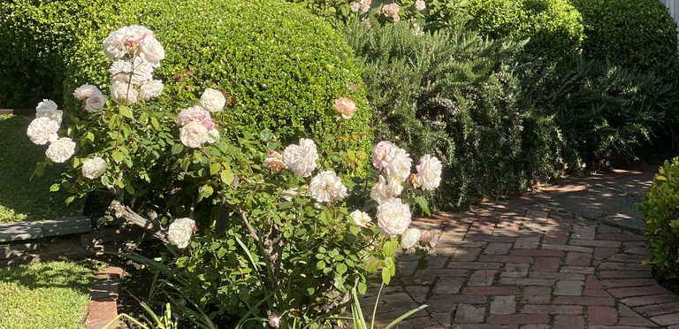 Rose garden with trimmed box hedges beside a period home's window bay