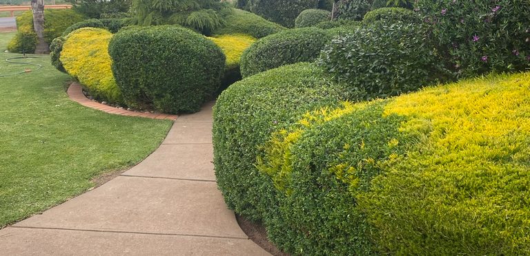 Curved path lined with expertly maintained topiary hedges