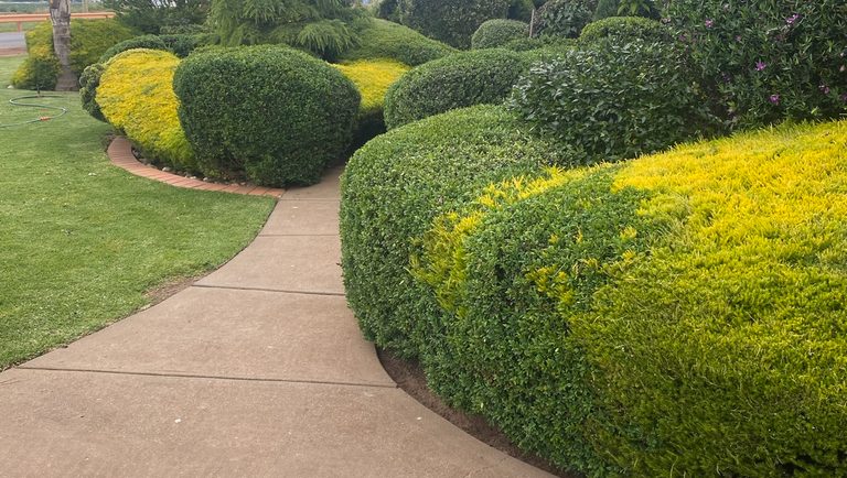 Curved garden path lined with expertly shaped topiary hedges