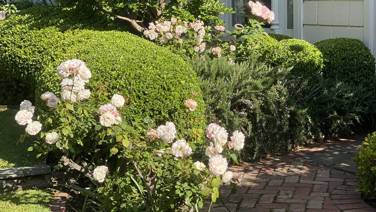 Pale pink roses and clipped box hedging beside the brick path of a period home